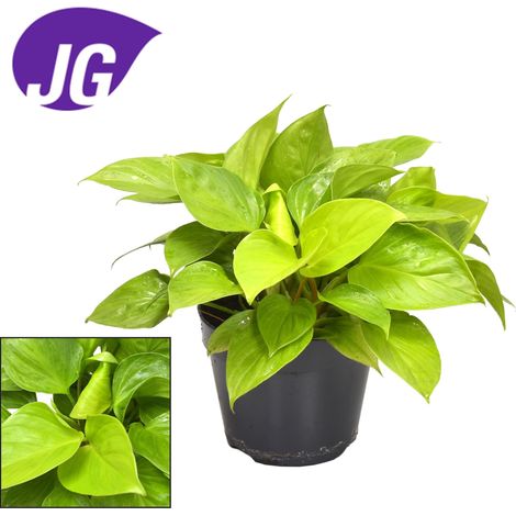 Homalomena Lemon Lime - Plante d'Intérieur Décorative - Vert Citron - Ø15cm - Hauteur 30cm - PANGIVO