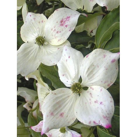 Cornouiller de Chine 'Bultink's Giant Flowers' Pot de 7,5L/10L (1/5)