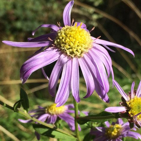 4 x Œil de Christ  - Aster 'Sonora'  - godet 9x9 cm