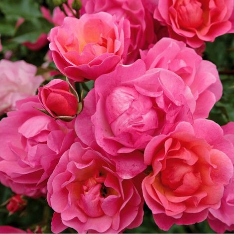 2 x Rosa  - Kordes Rigo-rosier - Rosa 'Maxi Vita'®