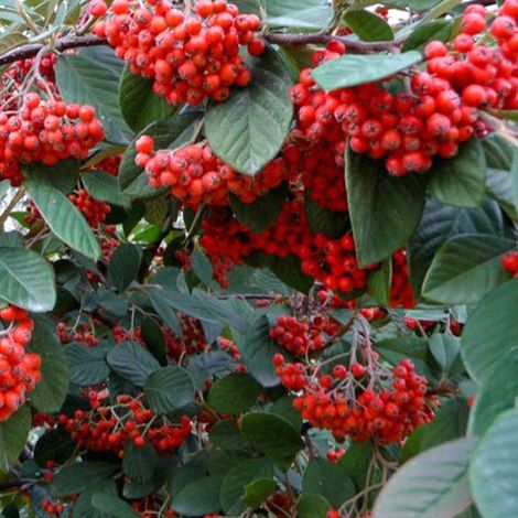 Cotonéaster laiteaux - Cotoneaster lacteus  - 40-60 cm pot