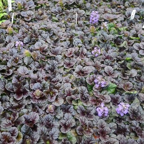 4 x Bugle pyramidal 'Metallica Crispa' - godet 9x9 cm