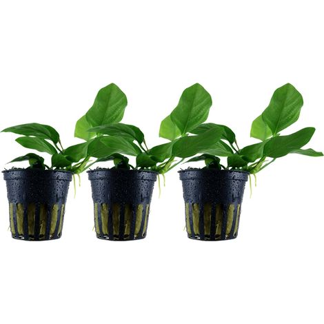 Aquarium Pflanze 3 Stück Anubias barteri nana Wasserpflanze Topf Nr.301 Set