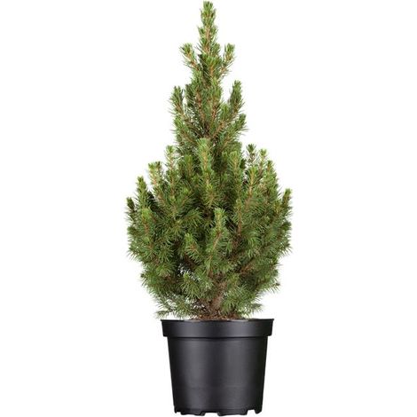 Zuckerhut-Fichte 'Conica' Picea glauca 'Conica' 3L 30- 40 (1/5)