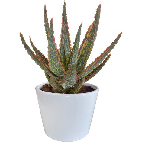 Aloe zebrina Dannyz Plante d'intérieur Succulente Feuilles en Étoile avec Pot Blanc Ø 10,5 cm - PANGIVO (1/4)
