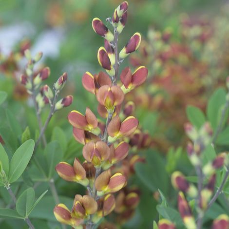 Baptisia Cherries Jubilee  - Lupin indigo Godet de 8/9 cm