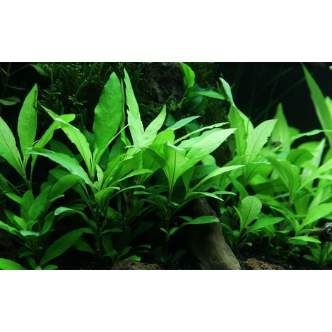 Aquarium Pflanze Hygrophila Siamensis 53B Wasserpflanzen Nr.353B