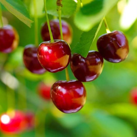 Pépinières Naudet – Cerisier griotte 'Belle Magnifique' – Arbre fruitier auto-fertile – Cerises juteuses blanches/rosées – Rusticité jusqu'à -15°C (1/4)