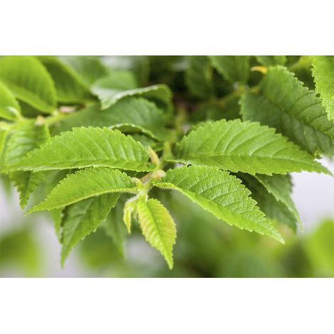 Ulme 'Jacqueline Hillier' Ulmus hollandica 'Jacqueline Hillier' C 40- 60 (1/3)