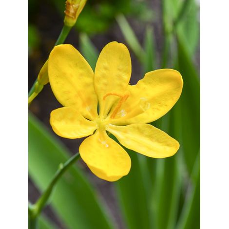 Iris tigré 'Hello Yellow ' Godet de 8/9 cm (1/2)
