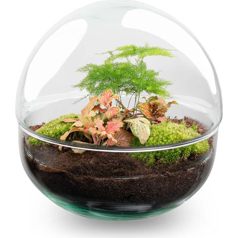 Terrarium Plante DIY Écosystème Autonome en Verre Dôme avec Fittonia et Asparagus Ø 20 x 20 cm - PANGIVO (1/3)