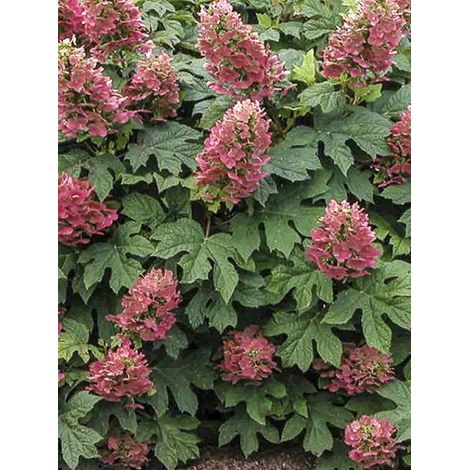 Hortensia à feuilles de chêne 'Ruby Slippers' Pot de 3L/4L (1/3)