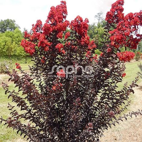 Lilas des Indes Black Diamond® Crimson Red™, Lagerstroemia/Pot de 3L - Touffe