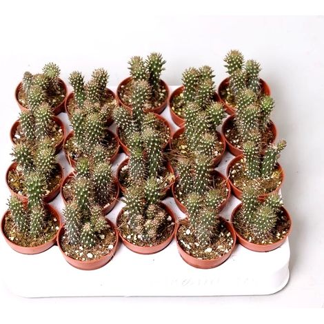 Pack de 20 Plantas Cactus Opuntia