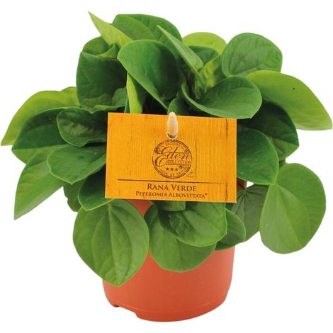Peperomia Rana Verde Plante Verte d'Intérieur Décorative Mi-Ombre Pot Ø11cm Hauteur 15cm - PANGIVO (1/4)