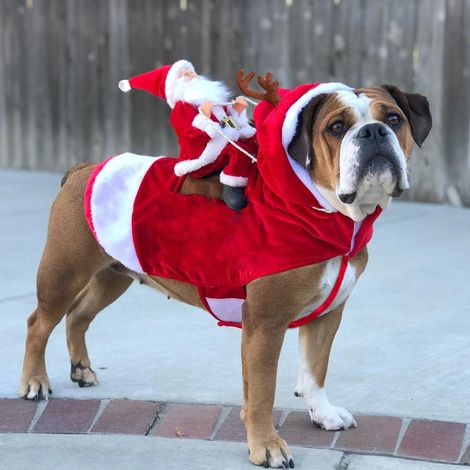 Costume de Père Noël pour Chien et Chat, Tenue de Fête de Noël pour Animaux, Déguisement de Père Noël à Cheval, Vêtement de Carnaval pour Petit, Moyen ou Grand Animal (1/2)