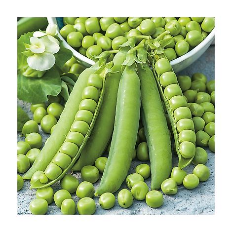 POIS DORIAN - 150 G