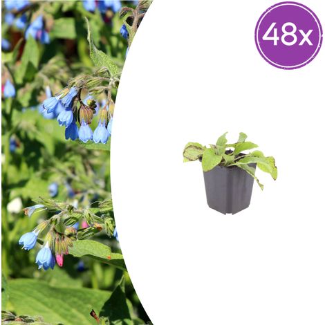Lot de 48 Symphytum grandiflorum 'Wisley Blue' Plante Vivace Couvre-sol Fleurs Bleu Tendre Ø 9 cm - PANGIVO (1/5)