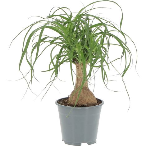 Beaucarnea Nolina Recurvata Pianta Mangiafumo - H 30-40 cm Vaso Ø 14 cm