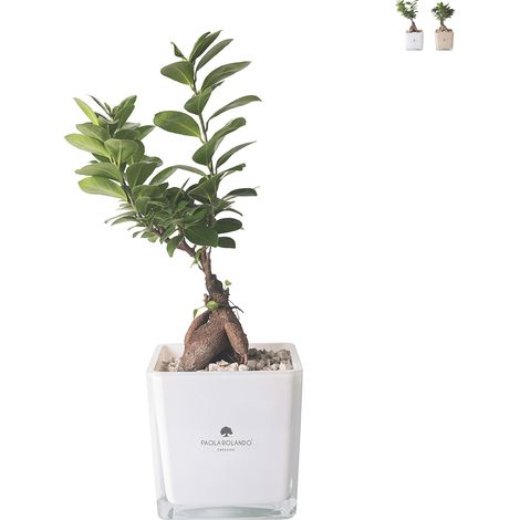 Pianta bonsai ficus ginseng in vaso di vetro a cubo Paola Rolando Sogno - Bianco