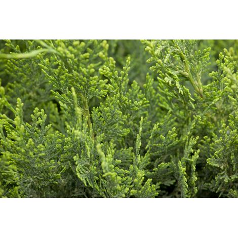 Gartenzypresse 'White Spot' Chamaecyparis lawsoniana 'White Spot' 1L 15-  20