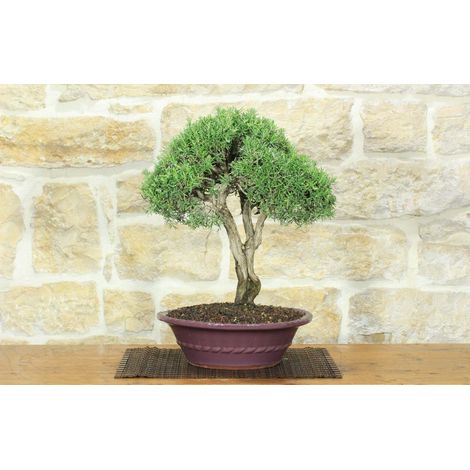 Bonsai di Rosmarino (61)