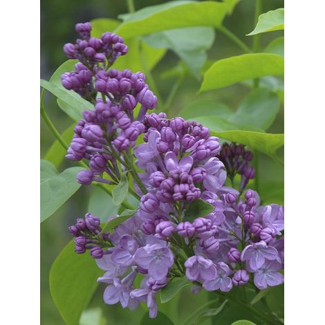 Lilas à fleurs de jacinthe 'Maiden's Blush' Pot de 4L/5L, 3/4 branches (1/2)