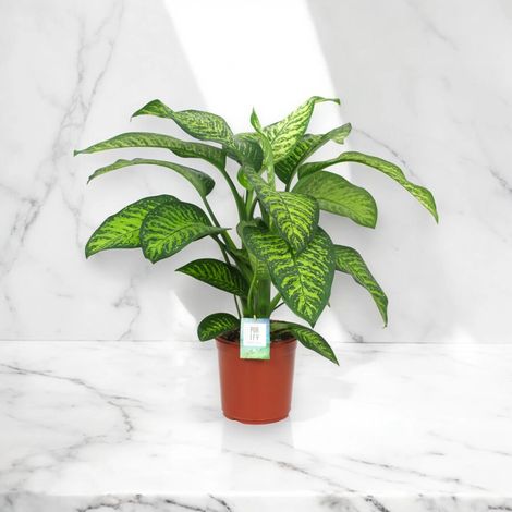 Gardenaria Dieffenbachia seguine 'Tropic jewel' - Pianta da interno ornamentale - Altezza: 90 cm (vaso 24) (1/5)