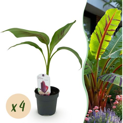 Bananier Musa sikkemensis Red Tiger Plante Fruitière de Jardin Lot de 4 Pots 12cm Hauteur 30cm - PANGIVO (1/5)