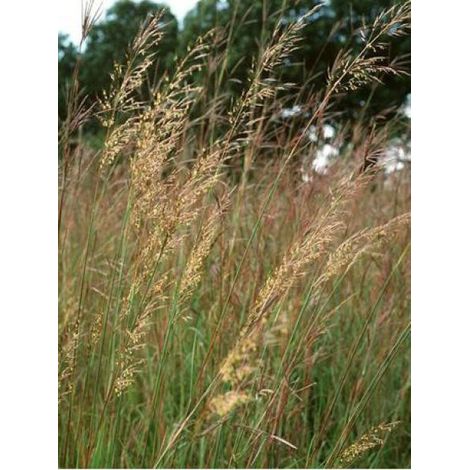 Herbe des Indiens Godet de 8/9 cm