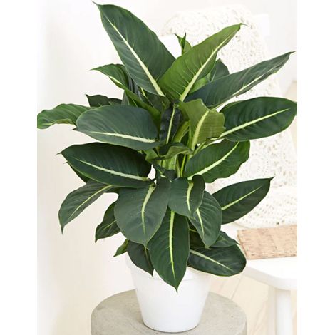 DIEFFENBACHIA GREEN MAGIC H 65cm PIANTA DA INTERNO
