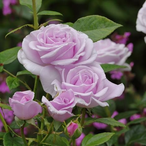 Gardenaria Rosa 'Pacific Blue' - Rosa da giardino - Altezza: 40/50 cm (vaso20) (1/4)