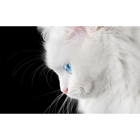 Affiche angora aux yeux bleus - 60x40cm - made in France (1/5)