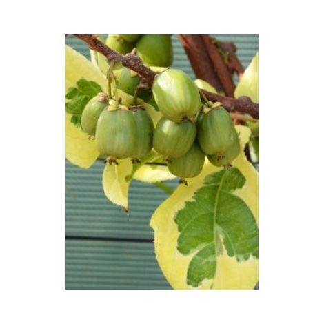 KIWI ARGUTA HOKEY POKEY MINI KIWI VARIEGATED POT 15CM H 110CM REAL PHOTOS