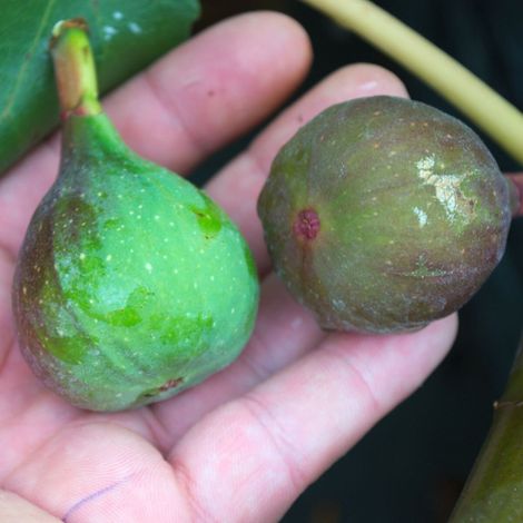 Figuier Noir de Bellone, Ficus carica/Pot de 7,5L - 60/80 cm