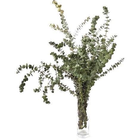 Eucaliptus Baby Blue  Flor Natural  Ramo de 5 tallos  Verde  30cm de alto (1/5)