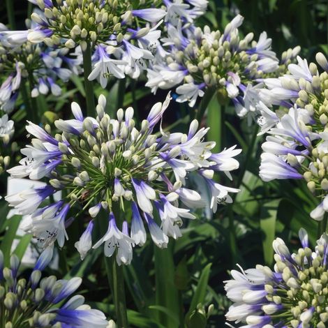 4 x Agapanthe - Agapanthus hybrida 'Twister'® - godet 9x9 cm (1/4)