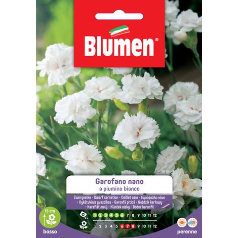 SEMI GAROFANO PIUMINO NANO BIANCO