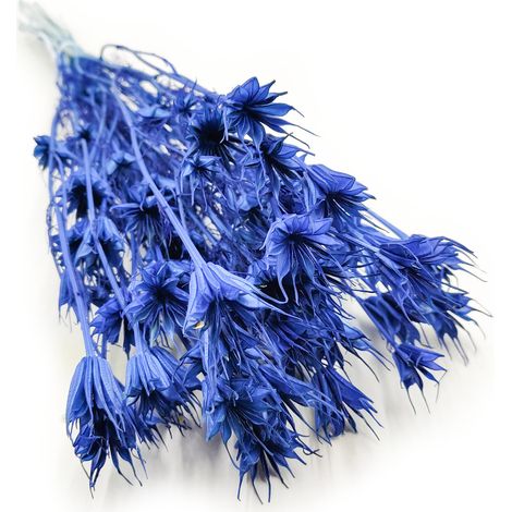 Cumino nero orientale - (Nigella Orientalis) - Blu