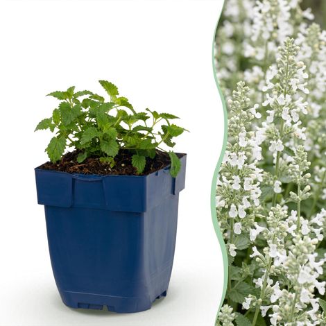 Nepeta faassenii Snowflake Cataire Vivace Mellifère Fleurs Blanches 1 Plante Pot 11cm - PANGIVO (1/5)
