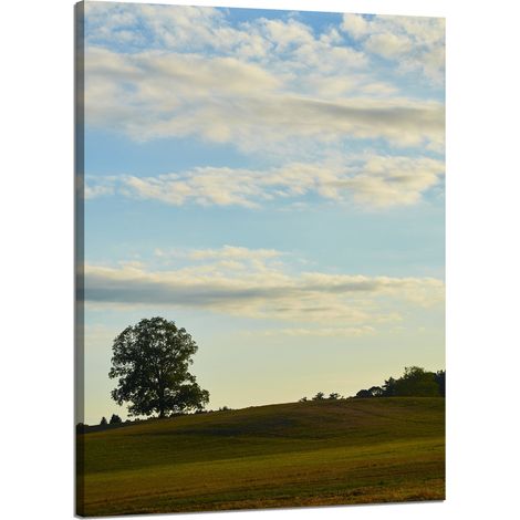 Lienzo impreso Naturaleza Árbol en un campo 50x70 cm Cielo Pradera Nubes