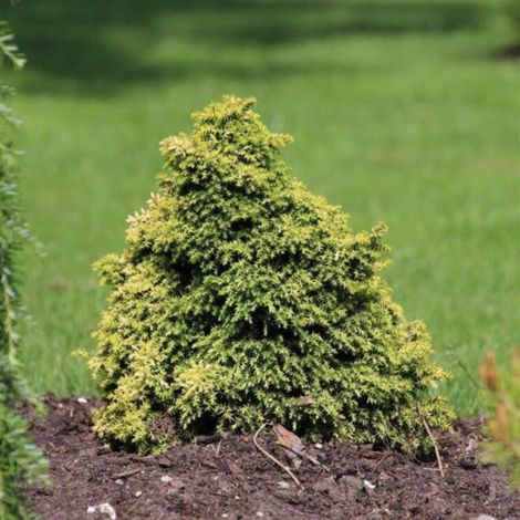 Cryptoméria du Japon Vilmorin Gold - Cryptomeria japonica Vilmorin Gold 15/25cm Pot 2,5L (1/4)