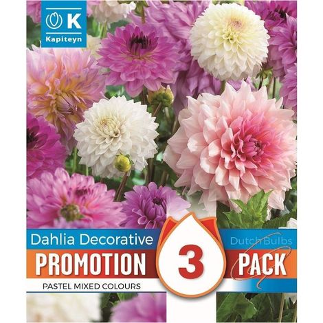 Bulbi di Dahlia Decorative Mix Colours 3pz KAPITEYN