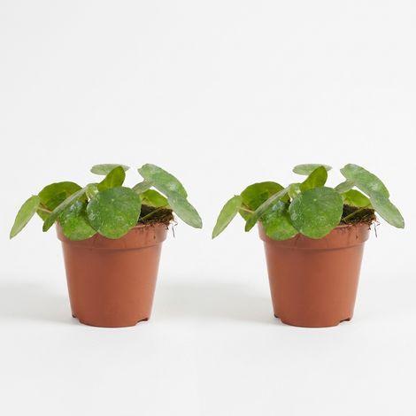 Bloomique - Lot de 2 - Pilea Peperomioides Sugar - Plante monnaie chinoise - Plante d'intérieur - Facile d'entretien - Hauteur 10-20 cm - Pot 12 cm (1/5)