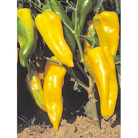 Poivron 'Corno di Toro Giallo' le sachet de 30 graines (1/2)