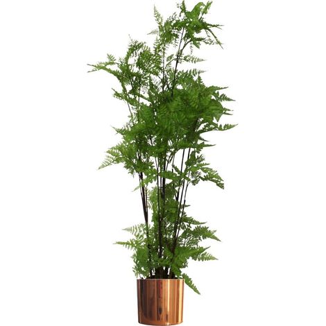 150cm Artificial Natural Extra Large Fern Foliage Plant with Copper Metal Plater (1/5)