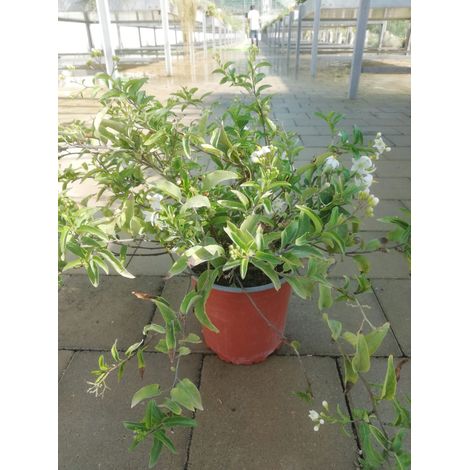 Solanum Jasminoideis v17