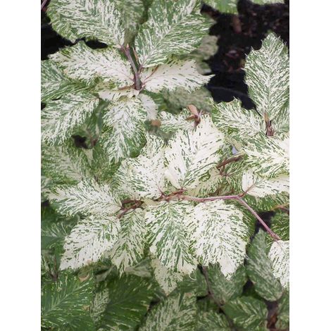 Hêtre 'Marmor Star' Pot de 4L/5L