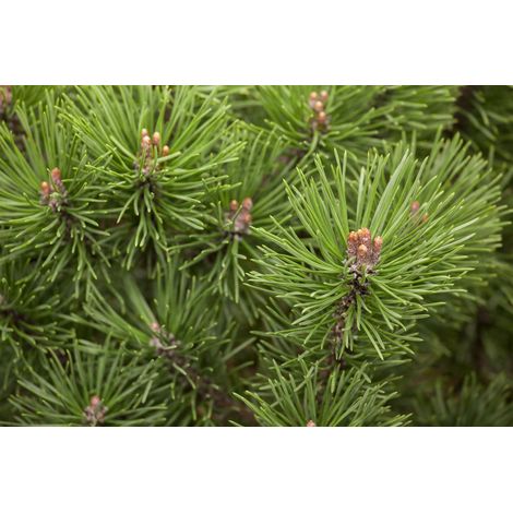 Kugel-Kiefer 'Mops' Pinus mugo 'Mops' P 1,5 12- 15