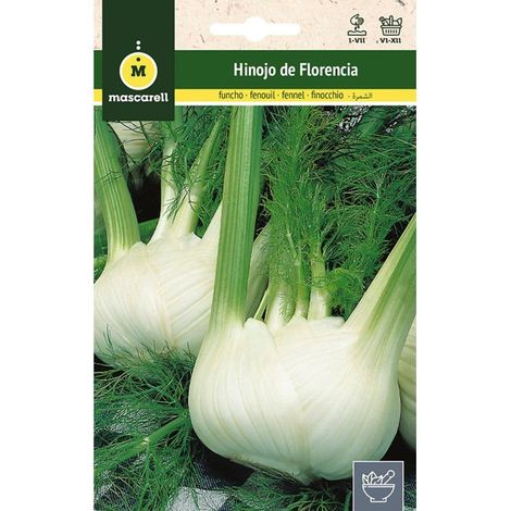 Mascarell Graines, fenouil de florence, graines d'herbes aromatiques à planter, créez votre propre potager à la maison, 6 g (1/5)
